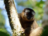 Red Fronted Brown Lemur